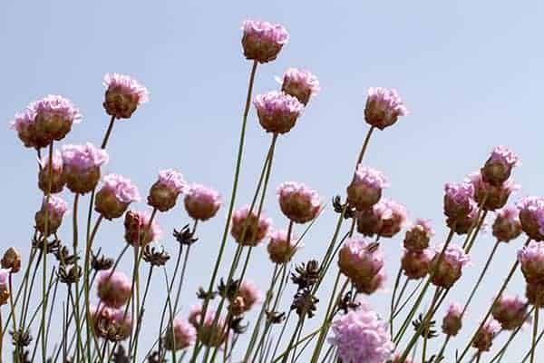flori de gradina care infloresc tot anul armeria alpina