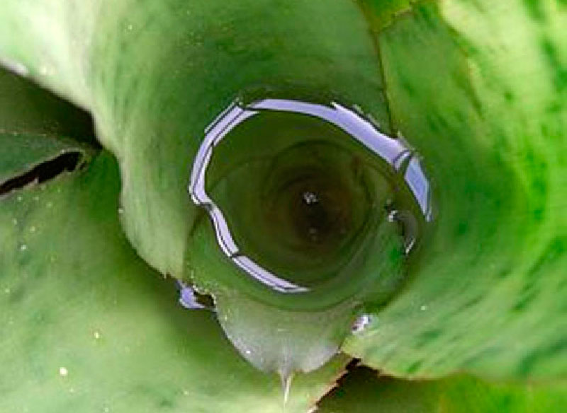 Bromelia - Sfaturi de ingrijire 2 Bromelia - Sfaturi de ingrijire 2