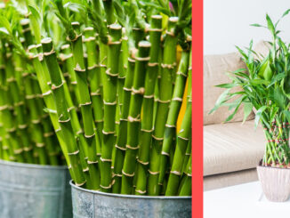 bambus de interior
